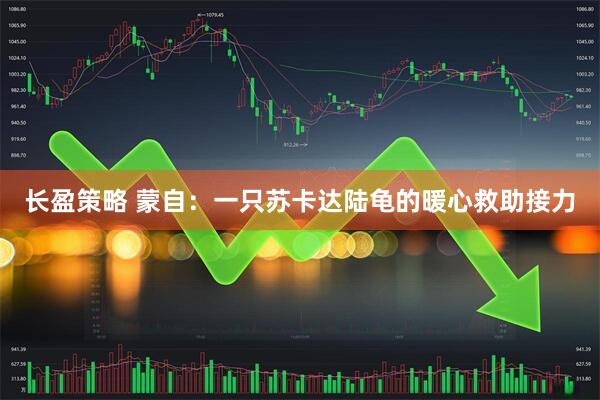 长盈策略 蒙自:一只苏卡达陆龟的暖心救助接力